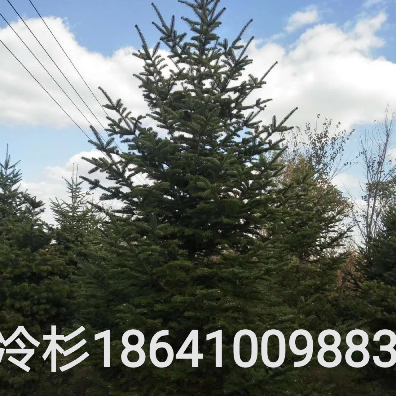 冷杉东北冷杉园林绿化冷杉耐寒四季常绿冷杉