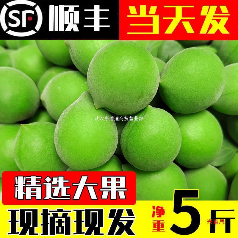青梅果新鲜现摘梅子泡酒福建诏安高山青梅鲜果酵素5斤大果-阿里巴巴