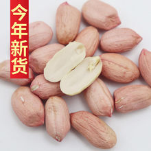 山东鲁花花生米精选大长粒粉皮去壳生花生农家自产批发手剥新货批