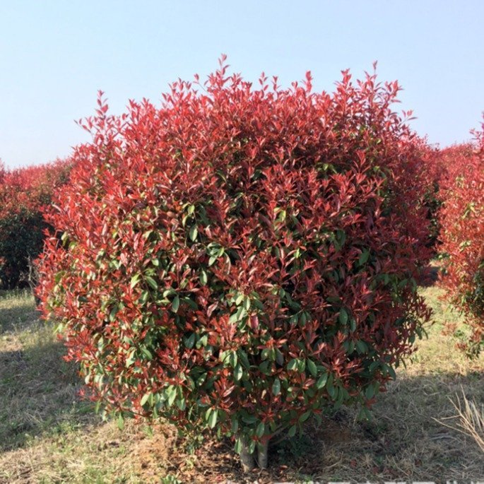 石楠基地批发 红叶石楠球 红叶石楠球价格 仟花轩-阿里巴巴