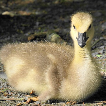 小鹅苗正宗狮头鹅活苗汕头特大型狮子头鹅特大种灰狮头鹅幼苗活体