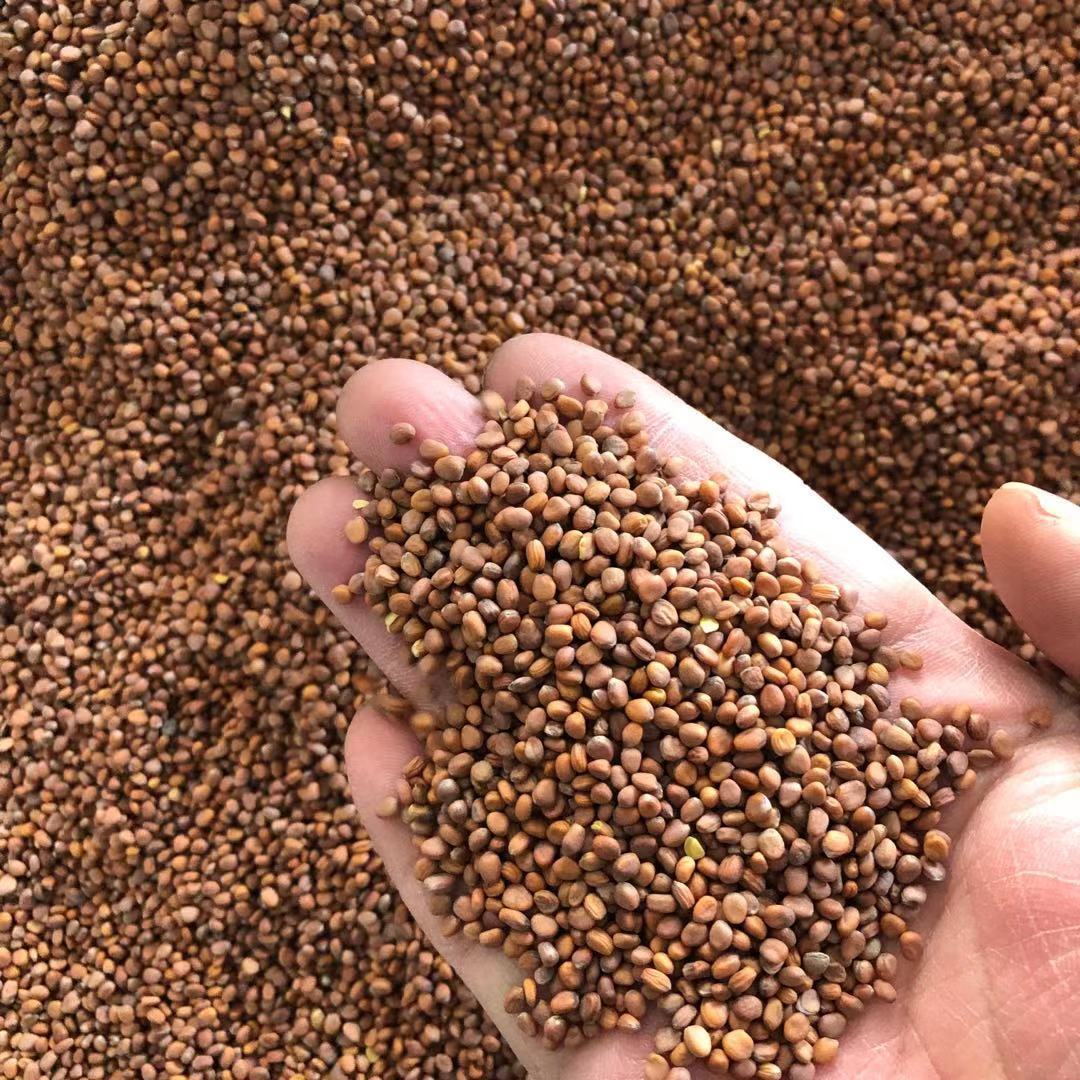 莱菔子中药材批发莱菔子 甘肃萝卜子 莱菔子大货供应量大价优