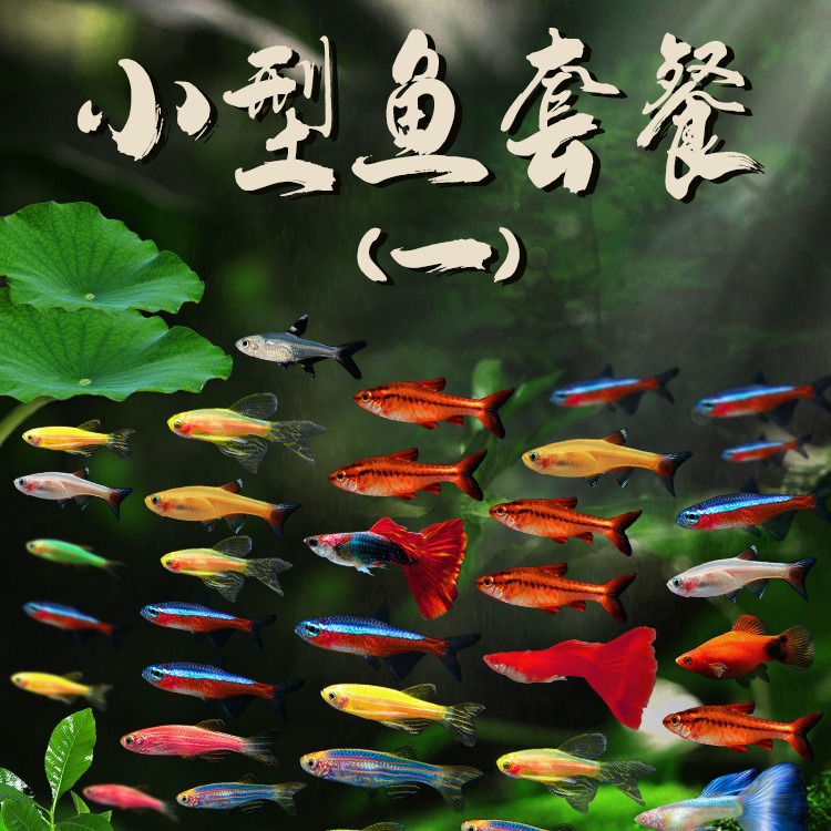 小型热带灯科鱼斑马鱼大号观赏鱼淡水好养耐活孔雀鱼苗活体清道夫