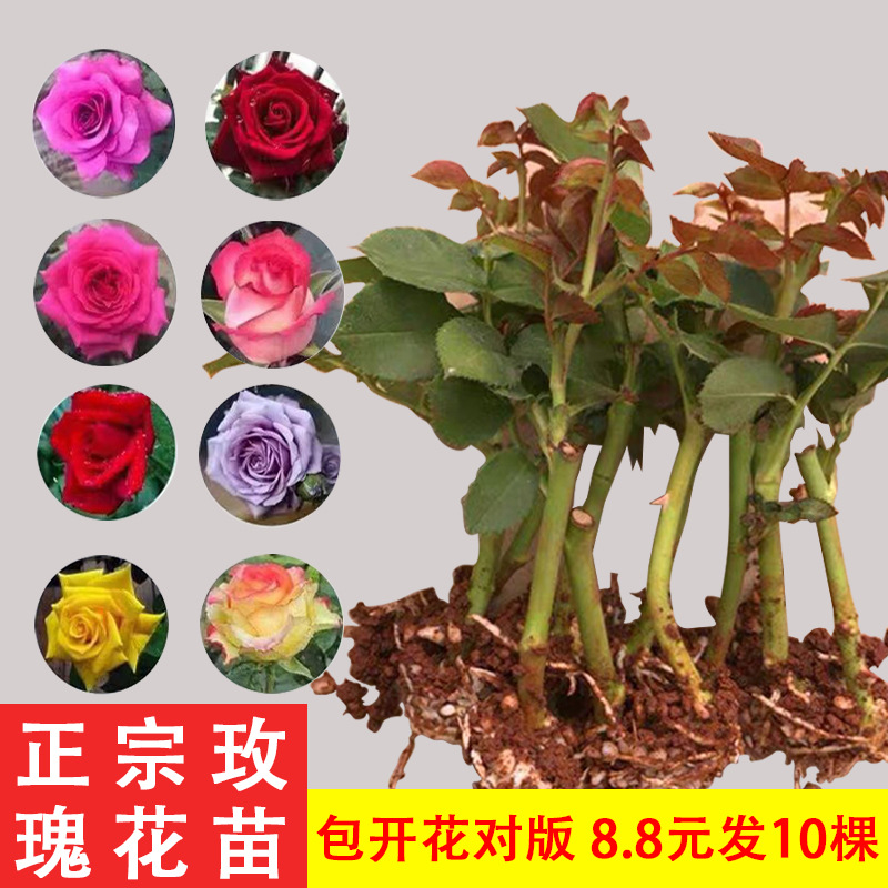 玫瑰花苗 8.8元10棵月季扦插小苗室内阳台花卉浓香植物盆栽四季开