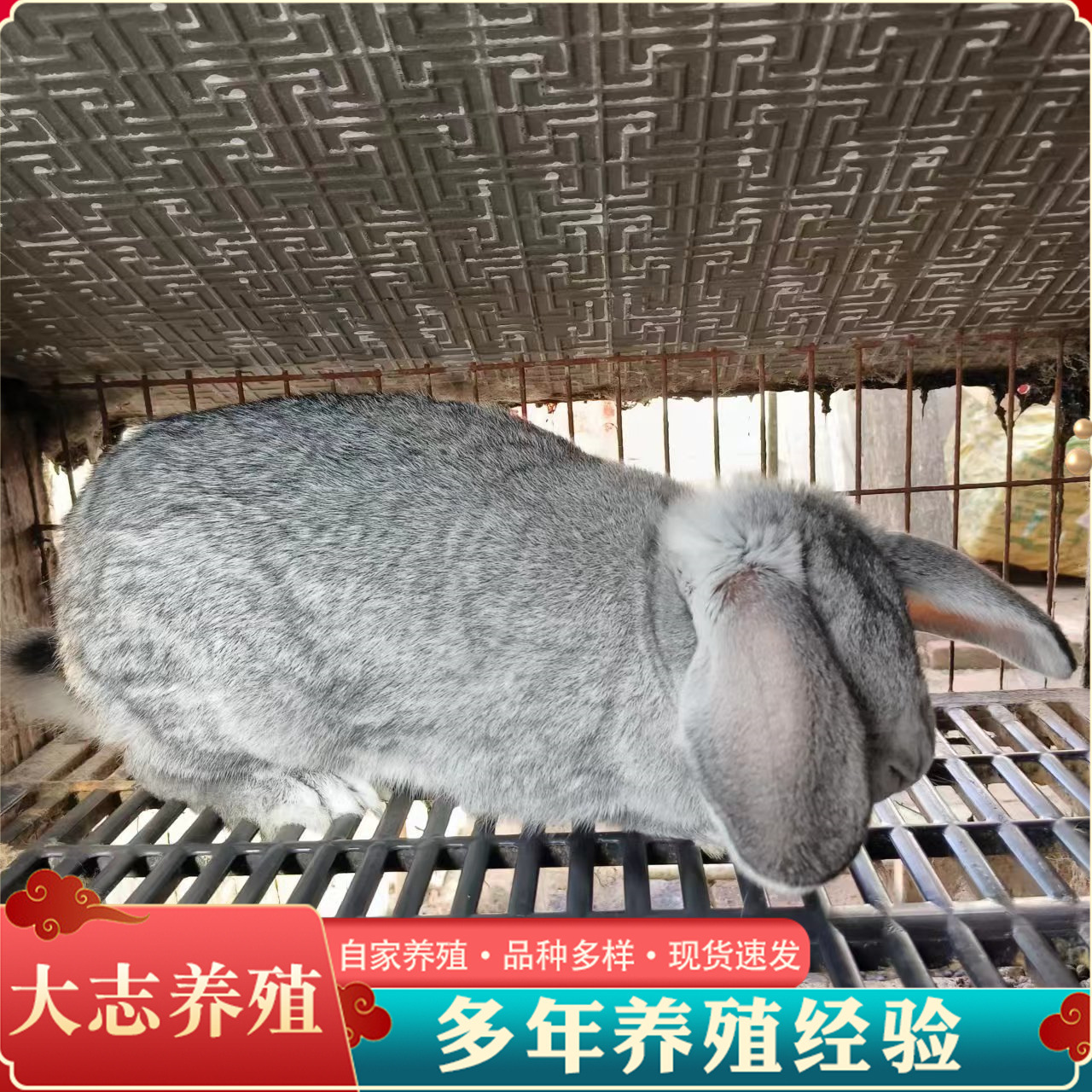 纯灰色公羊兔活体法国垂耳观赏兔生态园展览兔纯种公羊兔幼兔批发