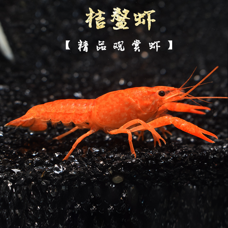 佛蓝桔白鳌虾 冷水观赏宠物虾佛兰 红熬虾佛罗里达 蓝敖螯蝦活体