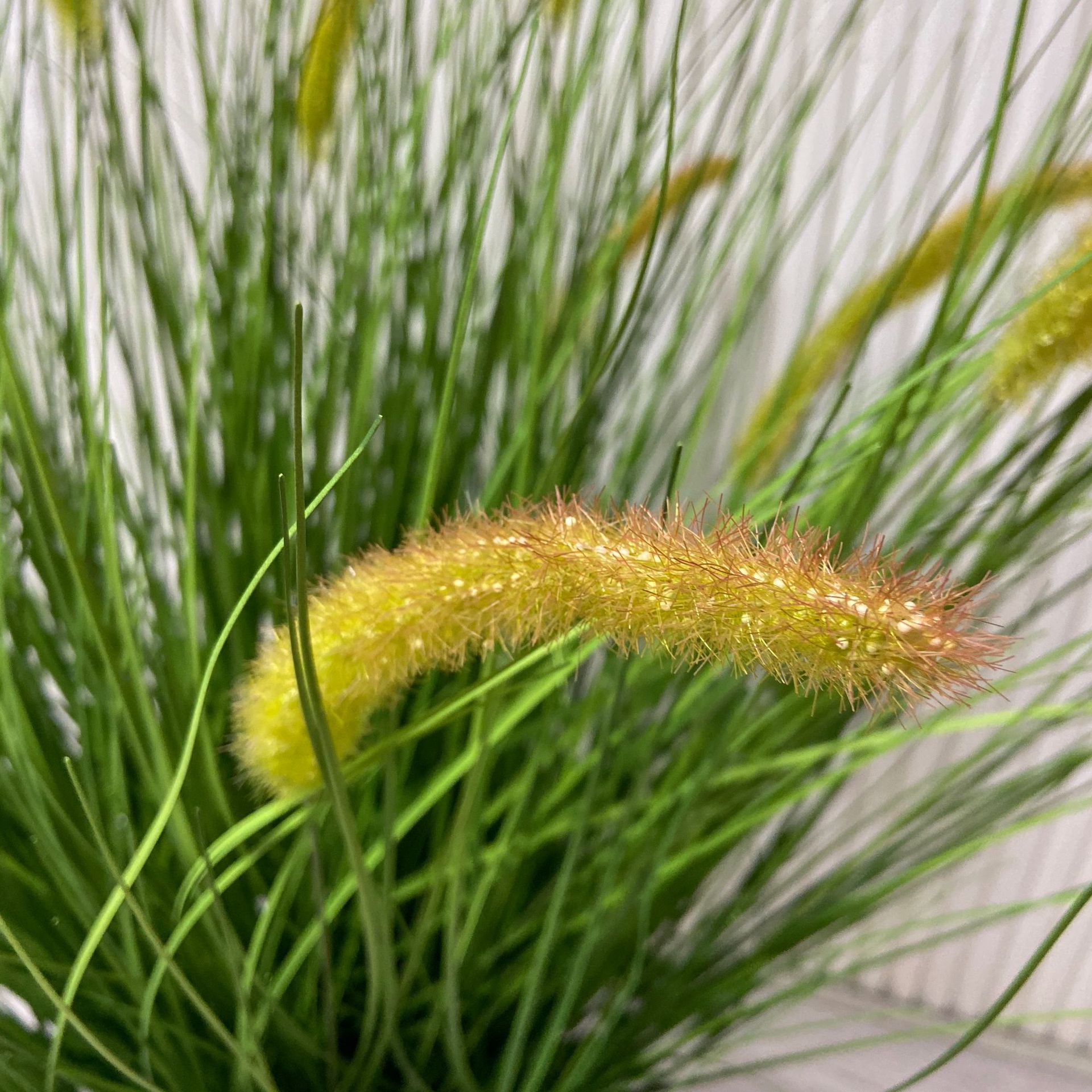 批发盆栽植物 茂盛叶子爆炸狗尾巴草 多种款式杂草叶带盆植物