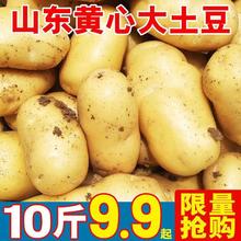 山东新鲜中大土豆5农家蔬菜黄皮黄心当季土豆带箱10斤马铃薯包邮