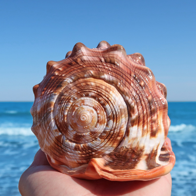 四大名螺家居装饰