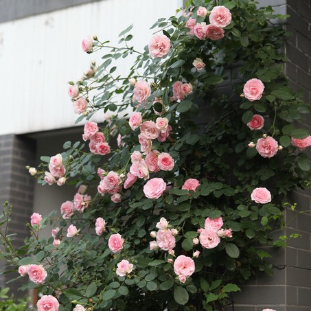 藤本小伊甸园 欧洲月季 阳台庭院观花植物 花瓣多易养-阿里巴巴
