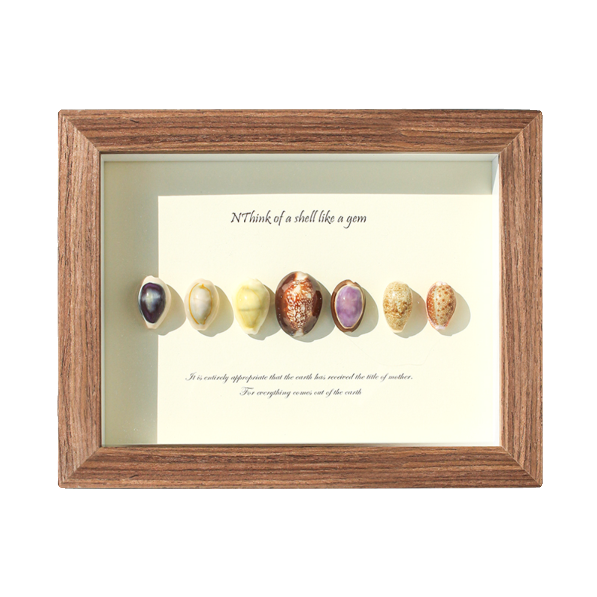 贝壳海螺手工diy天然工艺品摆件饰品纪念品罕见迷你大海螺装饰画