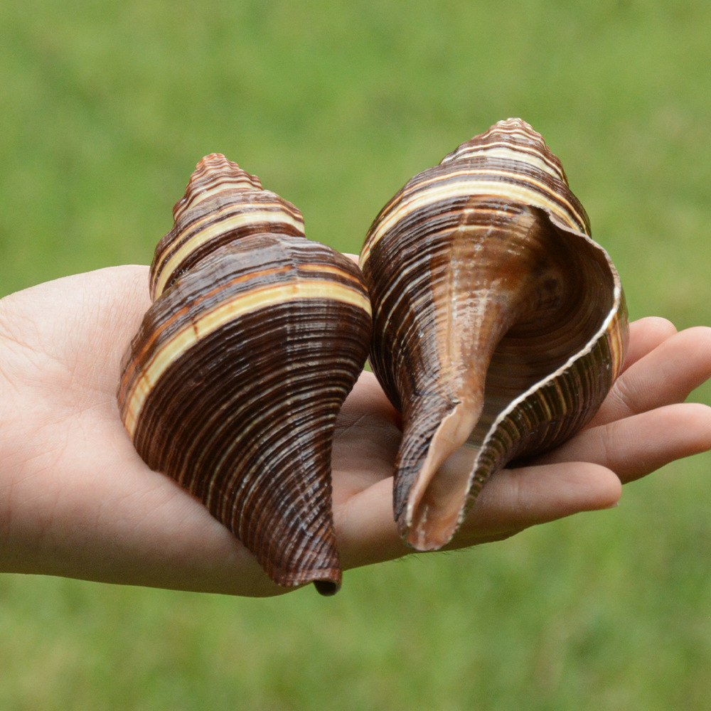 太平洋黑香螺 15cm天然海螺贝壳 海螺标本 长黑香螺 寄居蟹替换壳