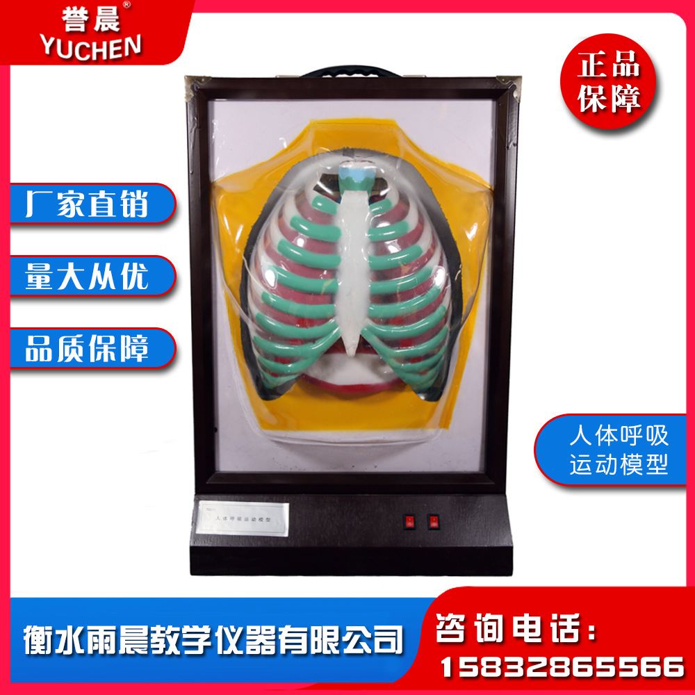 j3332人体呼吸运动模型 中等及相关院校人体呼吸系统教学教具