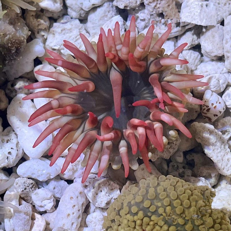 海洋活宠物樱花海葵竹节斑点海葵海缸尼莫小丑鱼海水生物造景海草