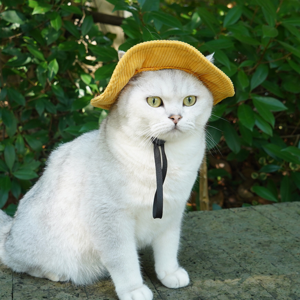 Cute Cute Pet Bucket Hat Sunshade Exposed Ear Cat Dog Bucket Hat Pet Cross-Border Hot Selling Pet Hat