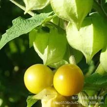 姑娘果种子 阳台盆栽种子植物种子东北菇娘果种子 厨房植物芳香