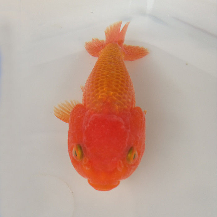 金鱼虎头观赏鱼猫 冷水鱼风水鱼招财鱼好养耐活招财转运镇宅