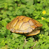 Turtles live[Gold Brazil]a pair Living creatures Red-eared Pet turtle Domesticated Lay eggs wholesale