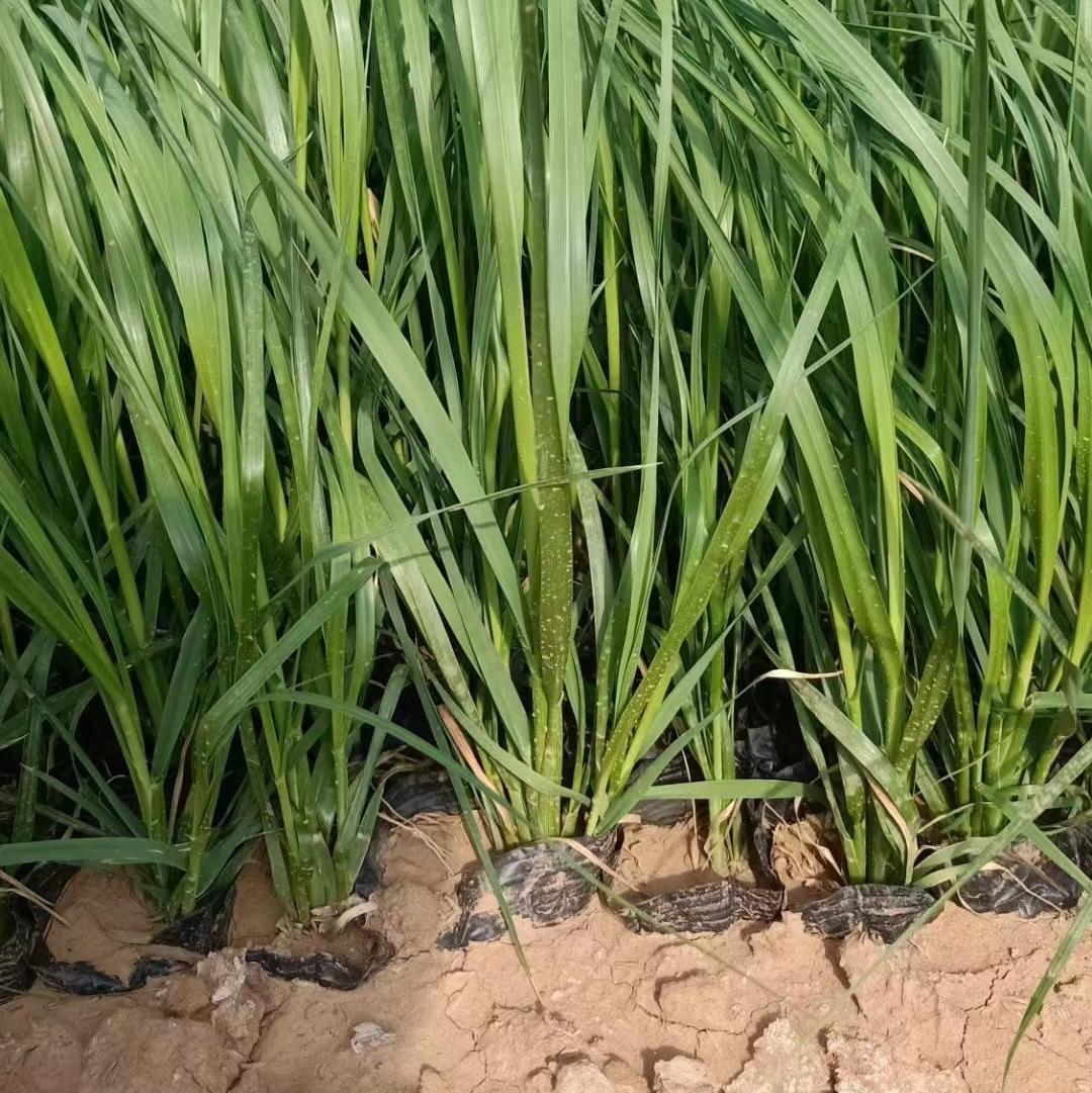 矮蒲苇 青州苗圃批发草本植物常绿水体植物河滩湿地公园绿化芦苇