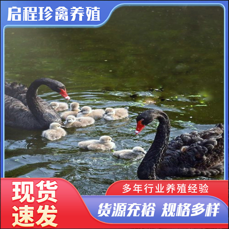 宠物德保矮马活体 迷你宠物矮马幼崽 儿童骑乘德保矮马活物-阿里巴巴