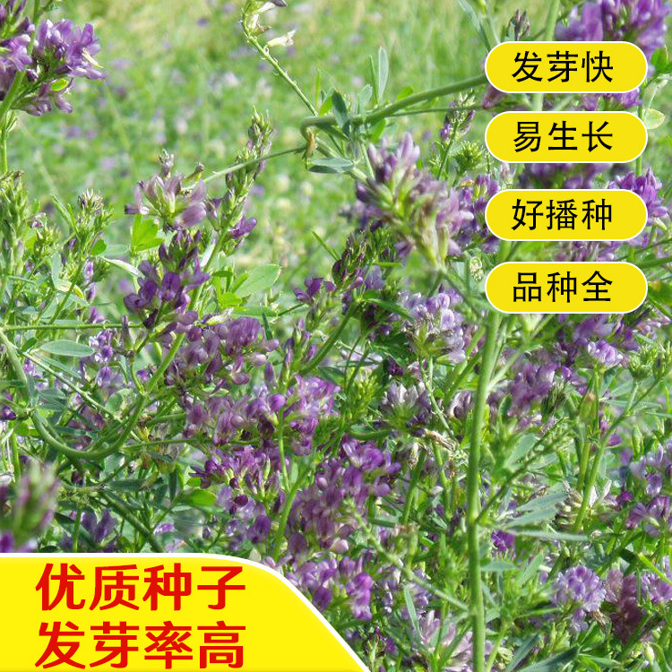紫花苜蓿种子维多利亚阿尔冈金四季播种牧草种子产量高发芽快到付