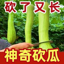 【今年新种】神奇砍瓜种子四季蔬菜种孑南瓜爬藤瓜果种子菜籽高产