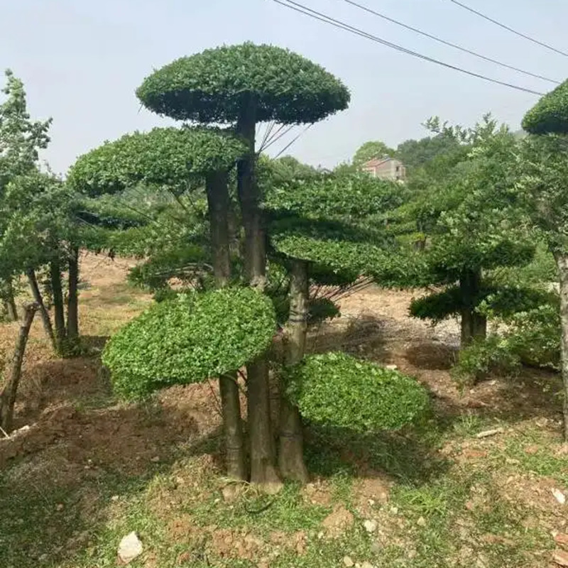 园林工程绿化苗木植物园庭院造景对接白蜡树独杆多杆造型对接白蜡