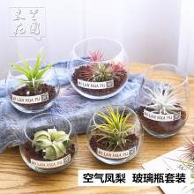 空气凤梨植物玻璃瓶创意家居礼品礼物室内桌面绿植盆栽花草