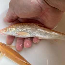 白子招财龙红眼黄化白子大鳞鲃赤目淡水红银鳕鱼苗推荐原生观赏鱼
