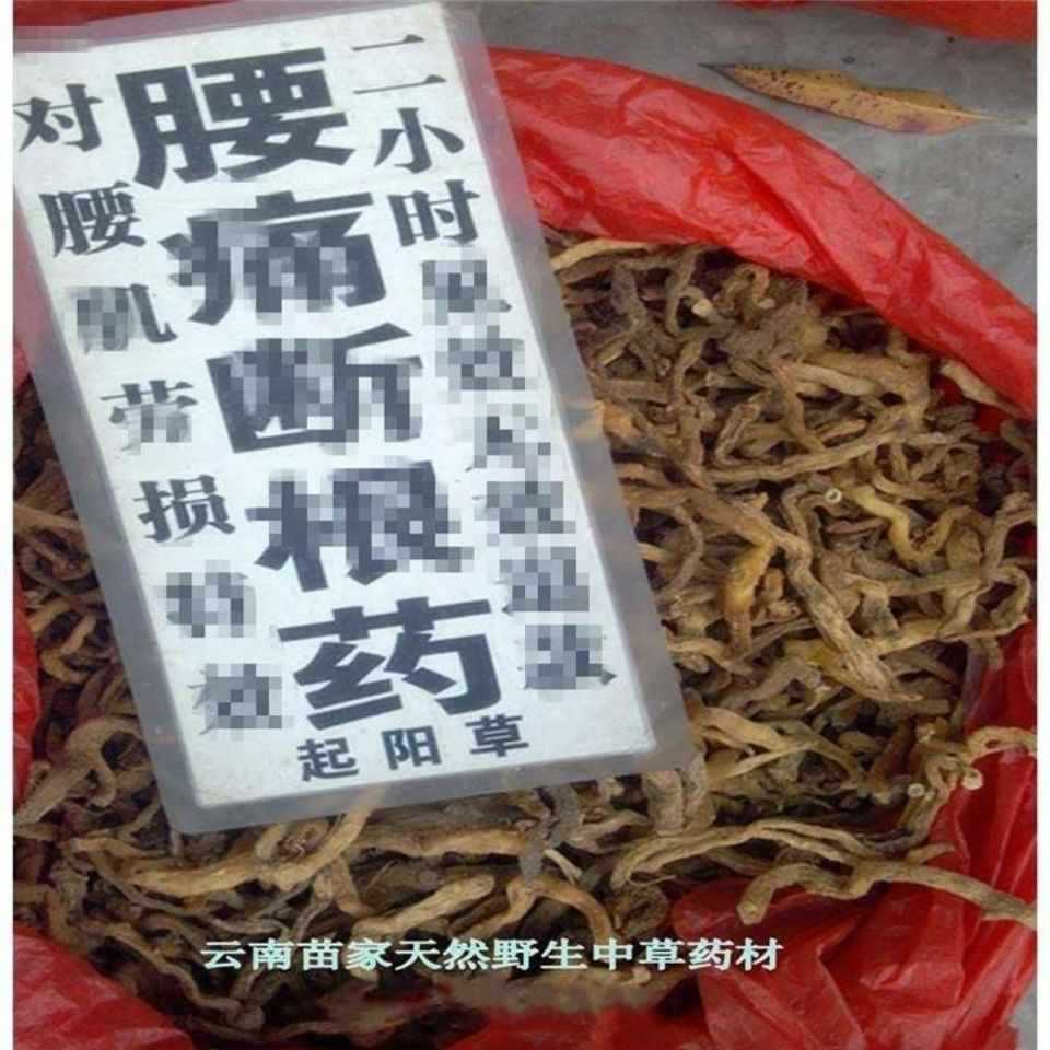 起阳草:云南苗家腾冲特产野生中草药中药材药酒料药材泡酒料正品
