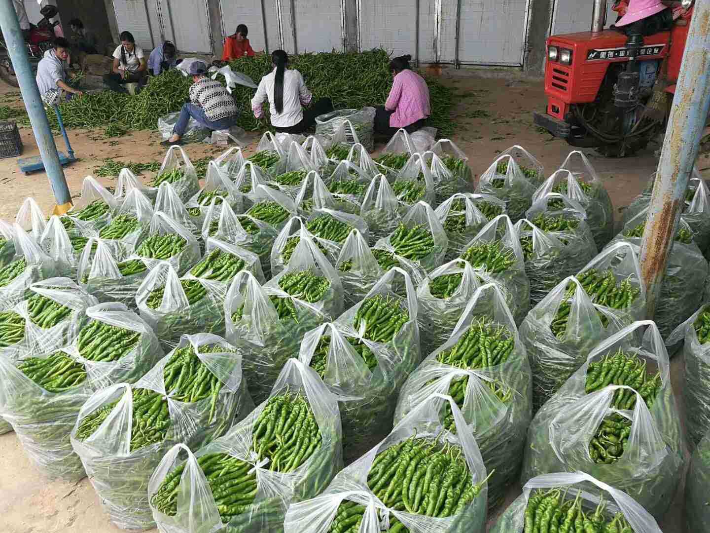 精品航椒2号,太空搭载选育,优质高产,长羊角螺丝椒.