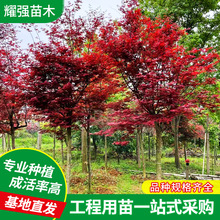 红枫树木园林绿化观叶植物地径12-15公分基地批发造型乔木红枫树