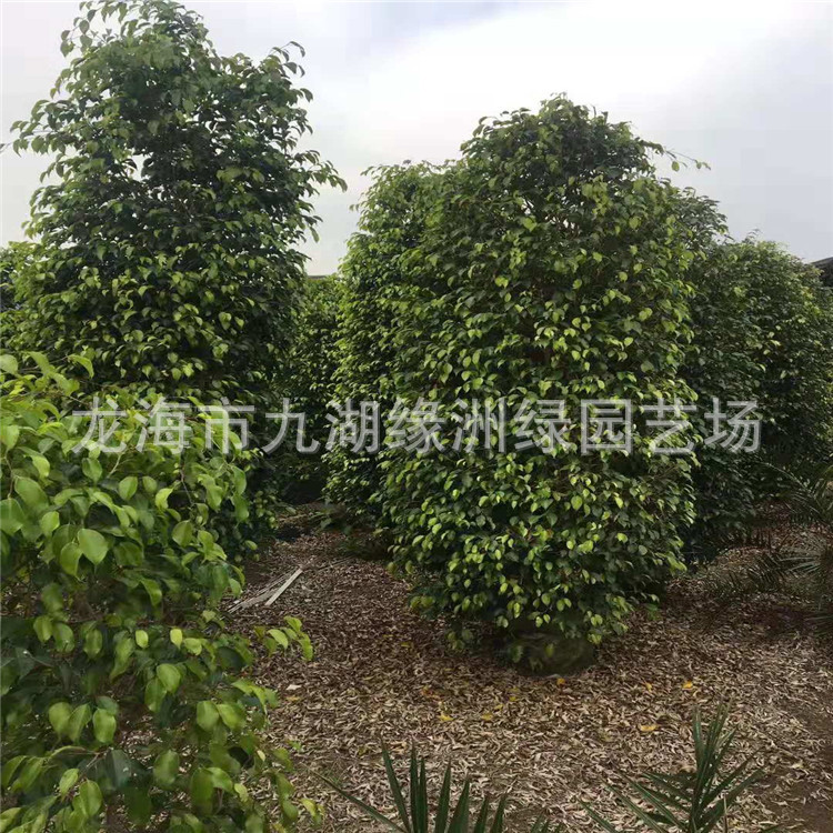 福建工程垂叶榕基地批发 行道树垂叶榕袋苗价格批发各种绿化苗