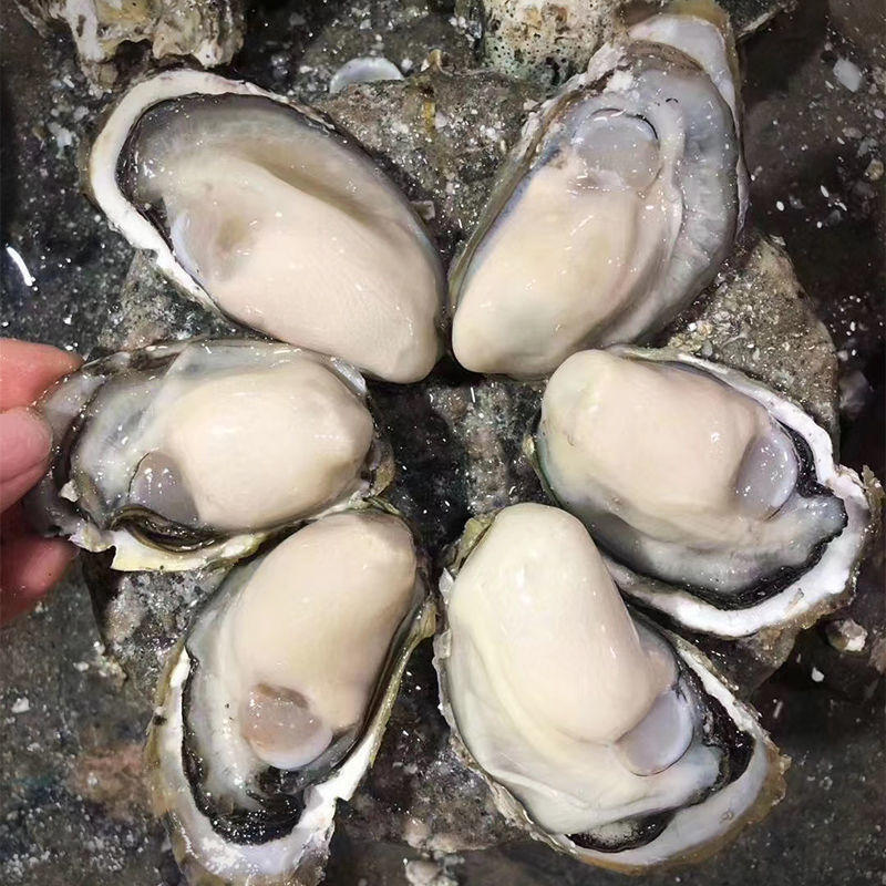 生蚝鲜活广东次日达生蚝肉新鲜现剥壳牡蛎肉海蛎子海鲜贝类包邮