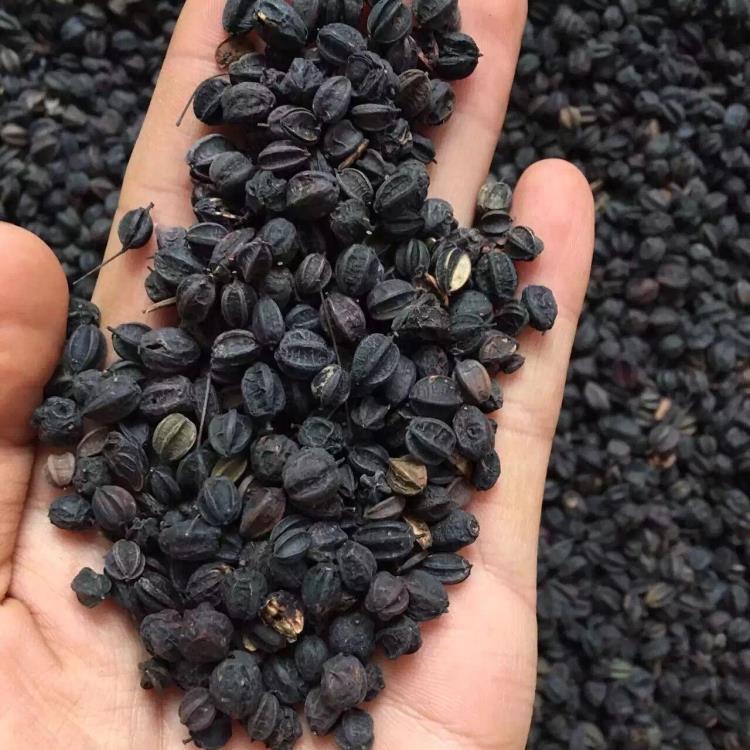 东北长白山刺五加籽刺五加果新店开业500克包邮刺五加