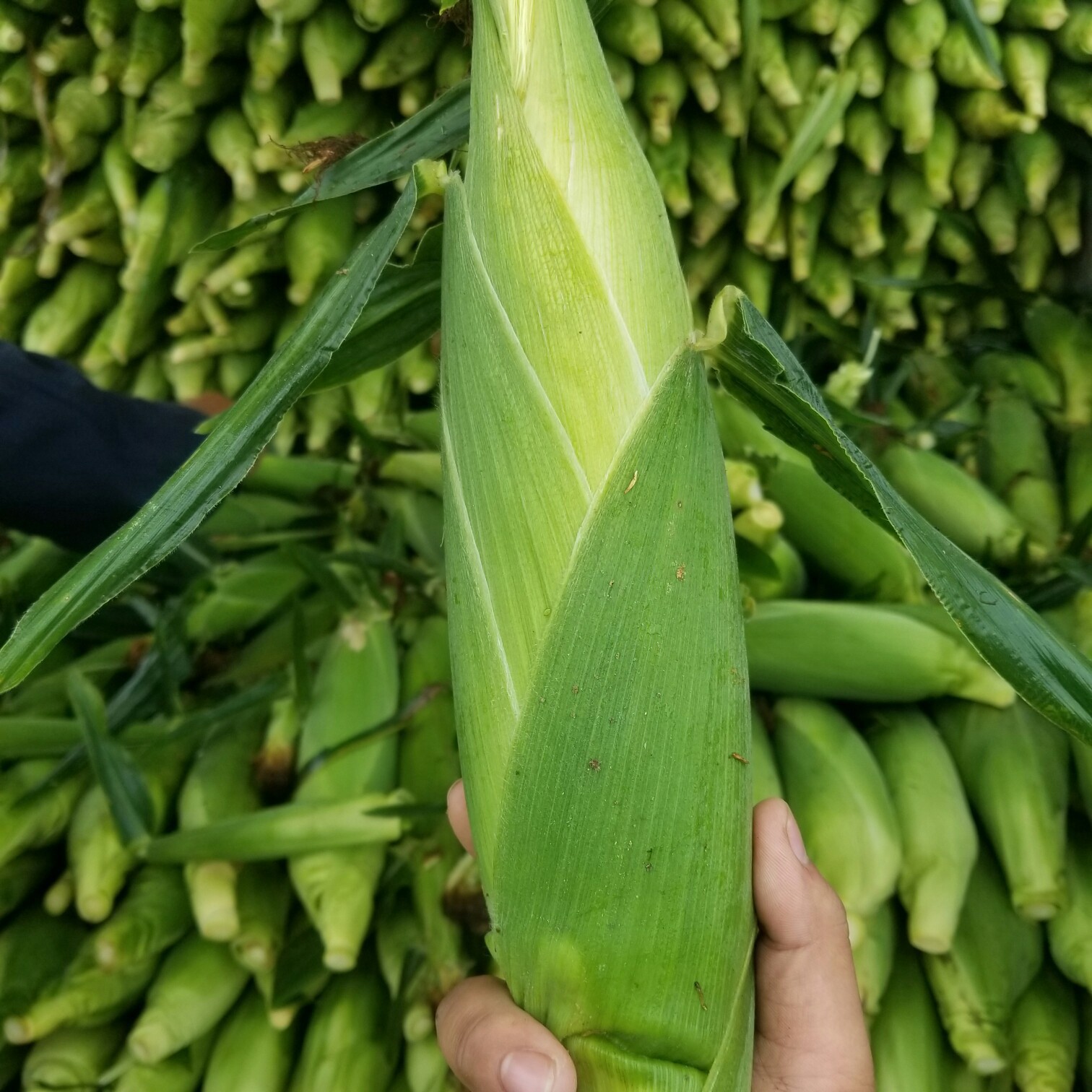 云南水果玉米新鲜糯玉米现摘现发甜玉米批发