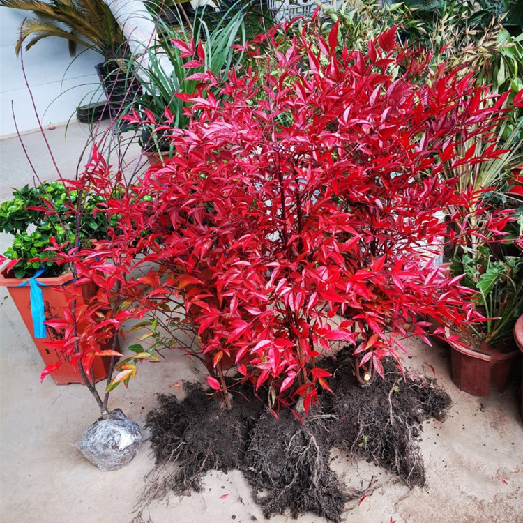 火焰南天竹四季变色红天竹盆景老桩观叶庭院办公桌阳台客耐寒植物