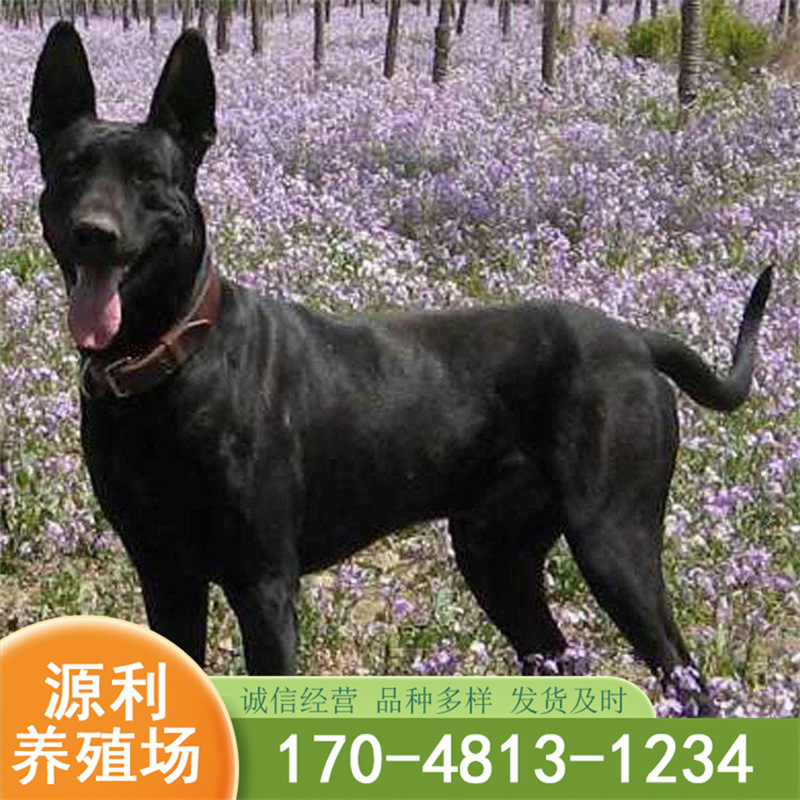 黑狼犬幼犬纯种巨型墨界纯黑色中华大型犬幼崽活体看家护卫犬黑狼