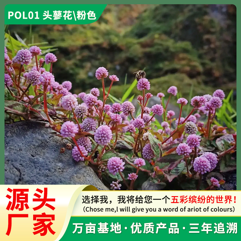 源头厂家盆栽头蓼花种子头花蓼花籽草石椒籽四季易种植庭院花卉