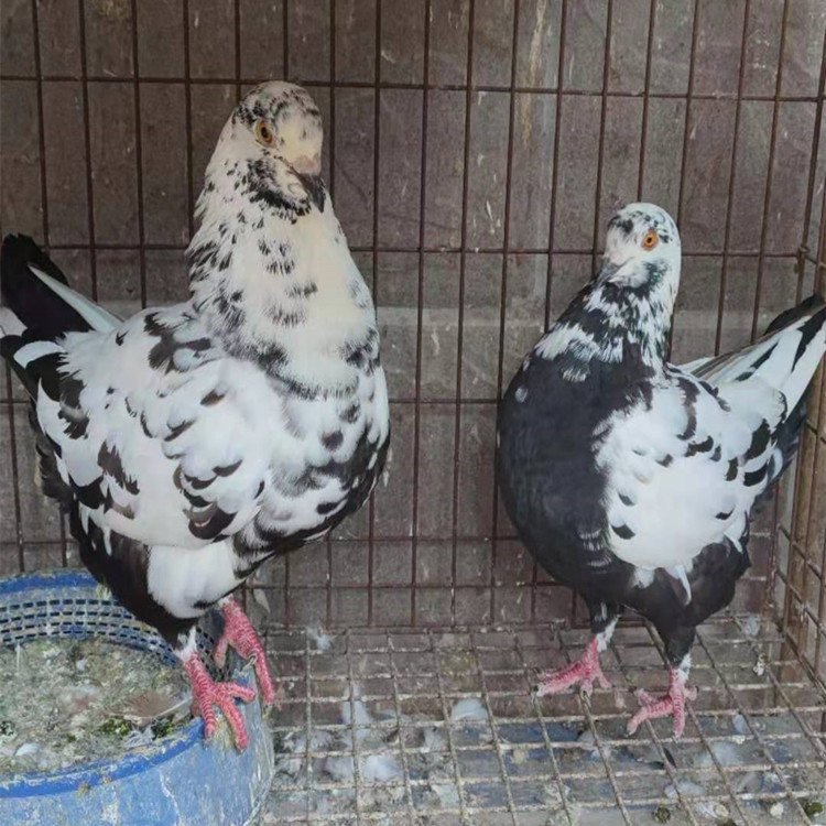 红元宝鸽子 落地王鸽子活体 圆环鸽子