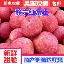 正宗静宁红富士70mm10斤装原产地现摘包邮新果园直发量大优惠
