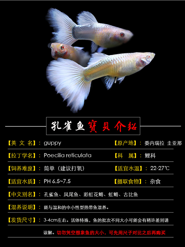 孔雀鱼活体热带鱼纯种观赏鱼莫斯科天空蓝大耳孔雀宠物黄白金礼服