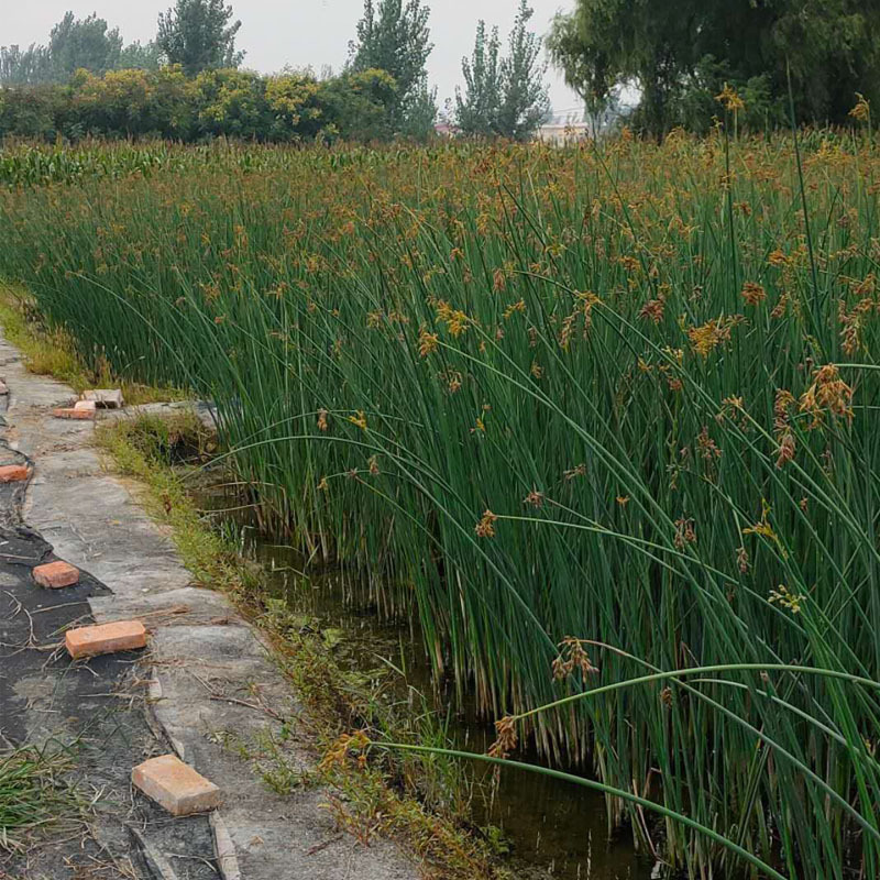水生挺水花卉水葱植物苗 葱蒲 莞草 冲天草 湿地公园绿化净化水质