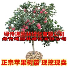 苹果树果苗矮化盆栽地栽特大南方北方种植嫁接红富士苹果树苗