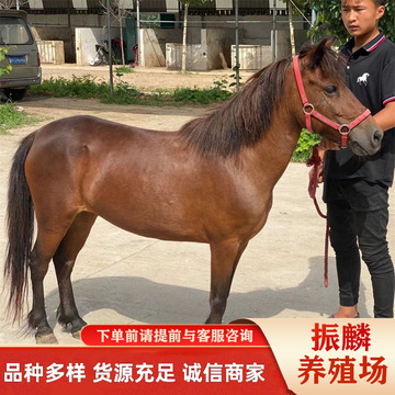活体矮马 景区拍照骑乘矮马 矮马一匹 矮马租赁-阿里巴巴