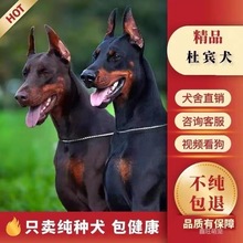 纯种杜宾幼犬活体大型护卫猛犬德系美系杜宾幼崽双血统狗军犬警犬