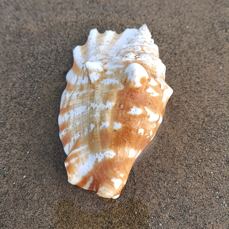 鱼缸造景贝壳工艺品水族装饰紫袖凤凰螺摆件天然原材料紫口胭螺