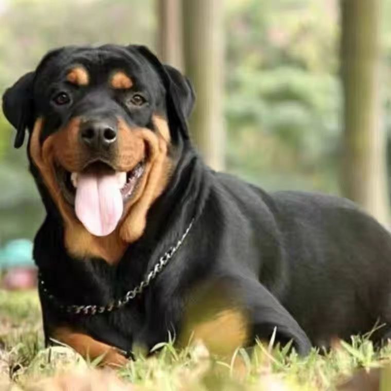 纯种德系罗威纳犬幼犬活体大型犬家庭护卫犬大头版大骨架罗威纳犬