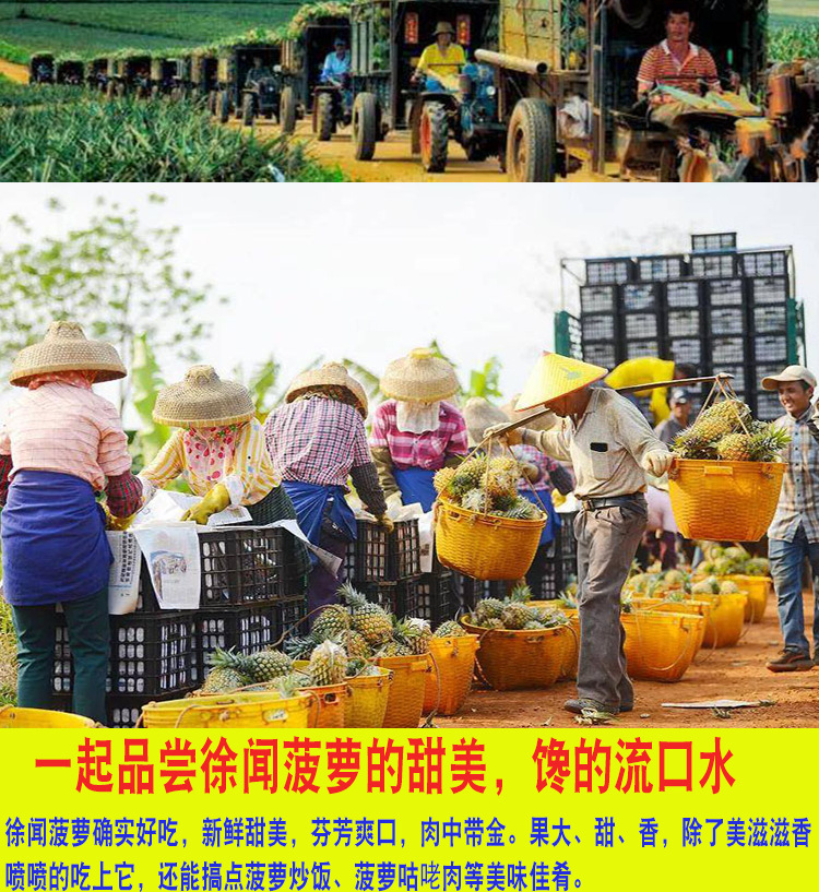 徐闻香水菠萝10斤装当季水果新鲜凤梨整箱包邮非泰国小菠萝-阿里巴巴