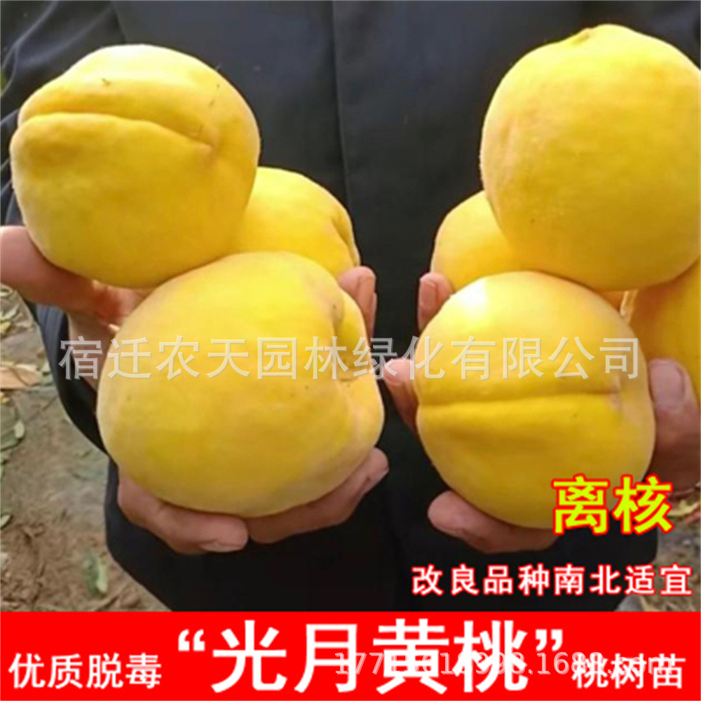 黄桃树苗黄金蜜桃蟠桃苗嫁接水蜜桃血桃桃子果苗盆栽地栽当年结果